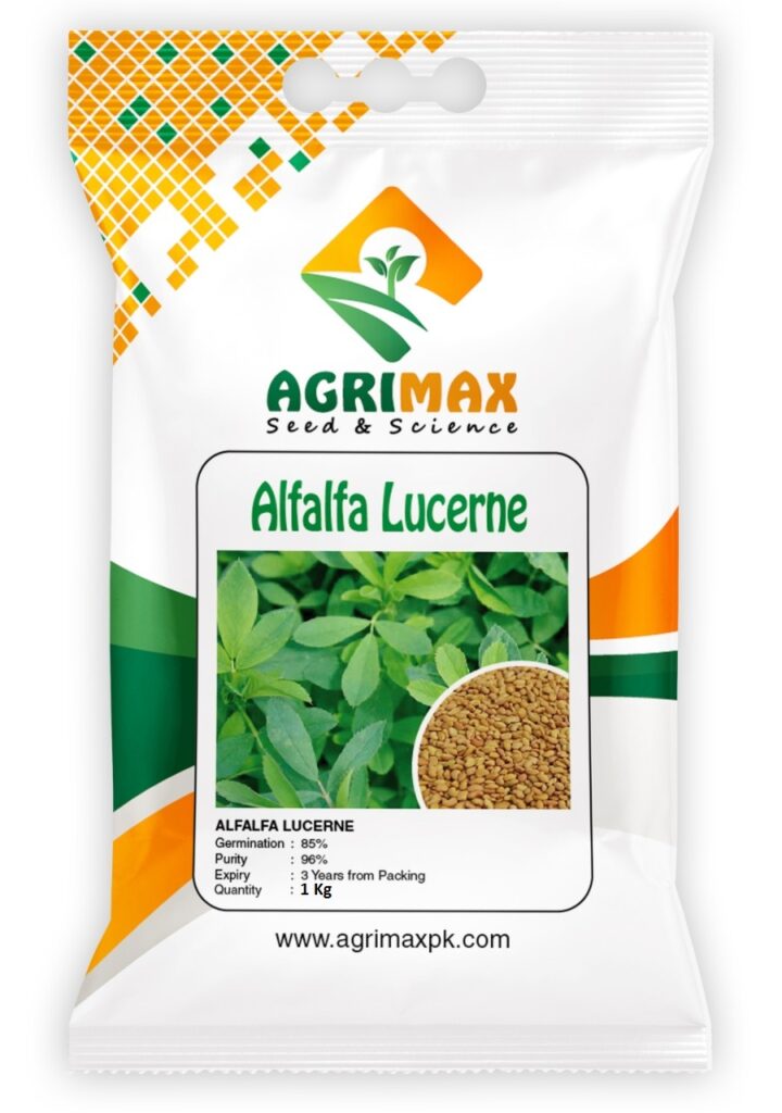 Alfalfa Lucernce