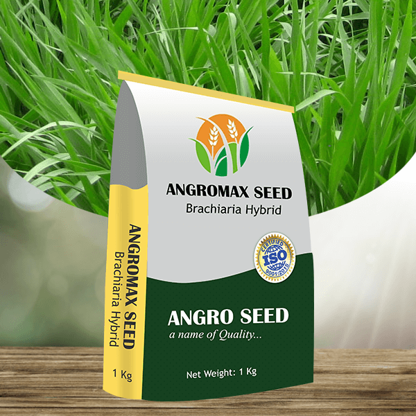 BRACHIARIA HYBRID ANGROMAX SEEDS